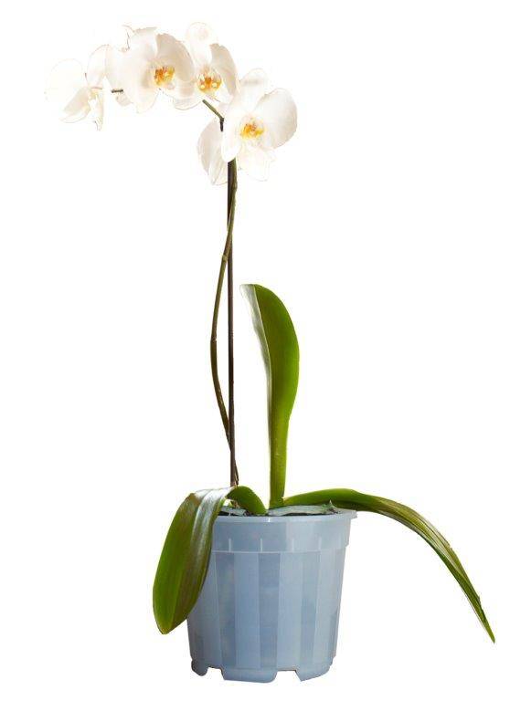 Soparco - Pot luxe conteneur special orchidée 17 cm - Image 2