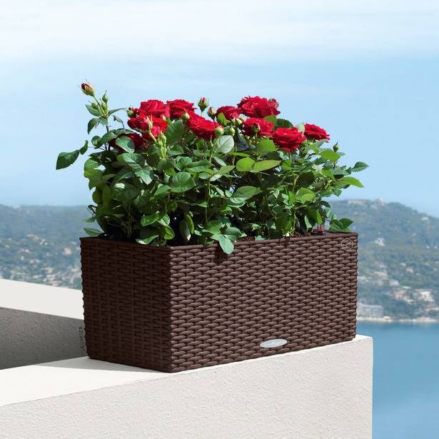 Lechuza - Balconera Cottage 50 - kit complet, moka