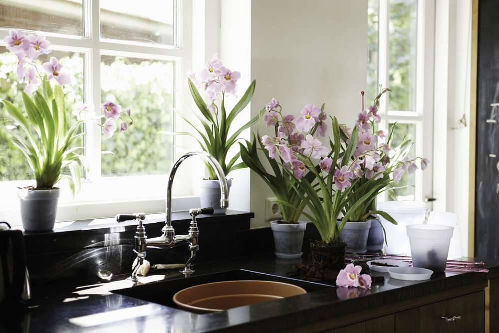 Elho - Pot Pour Orchidée Green Basics - ELHO - Image 3