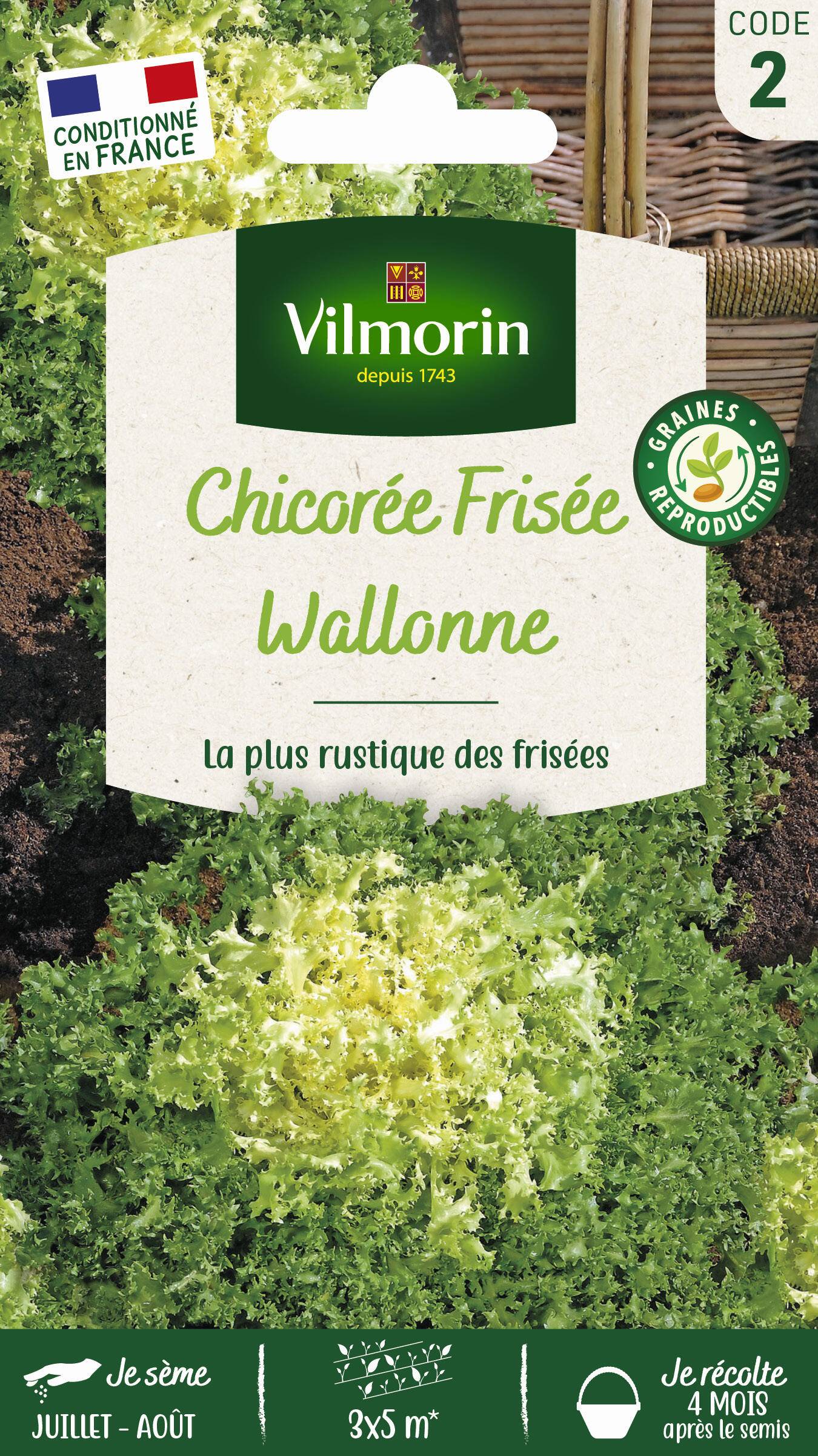 Vilmorin - Chicorée frisée wallonne race Lorca série 2 sachet graines 4 g - Vilmorin - Image 1