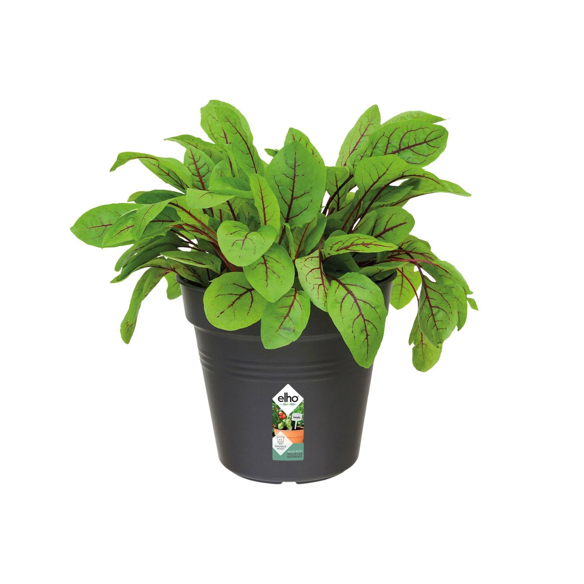 Elho - Pot de culture plastique noir Ø 19 cm – ELHO - Image 3