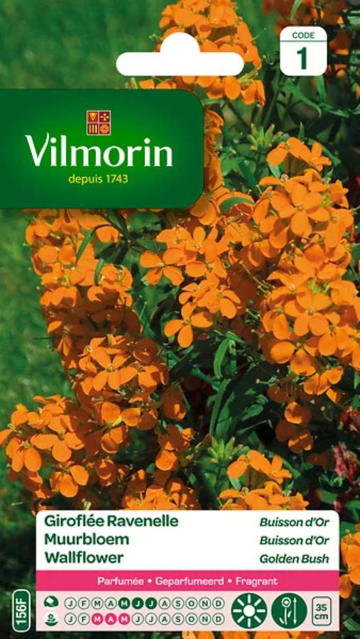 Vilmorin - Giroflée ravenelle simple variée série 1 sachet graines 1,5 g - Vilmorin - Image 9