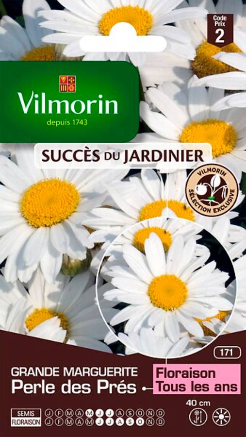 Vilmorin - Chrysanthème grande marguerite little princess série 2 sachet graines 1 g - Vilmorin - Image 2