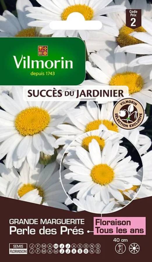 Vilmorin - Chrysanthème grande marguerite little princess série 2 sachet graines 1 g - Vilmorin - Image 3