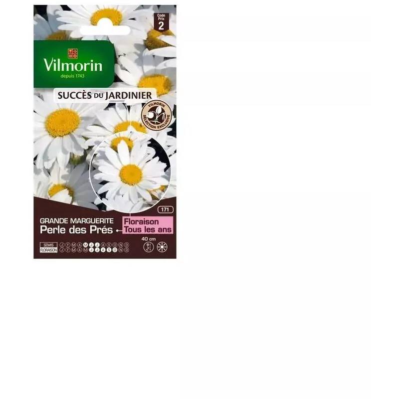 Vilmorin - Chrysanthème grande marguerite little princess série 2 sachet graines 1 g - Vilmorin - Image 4