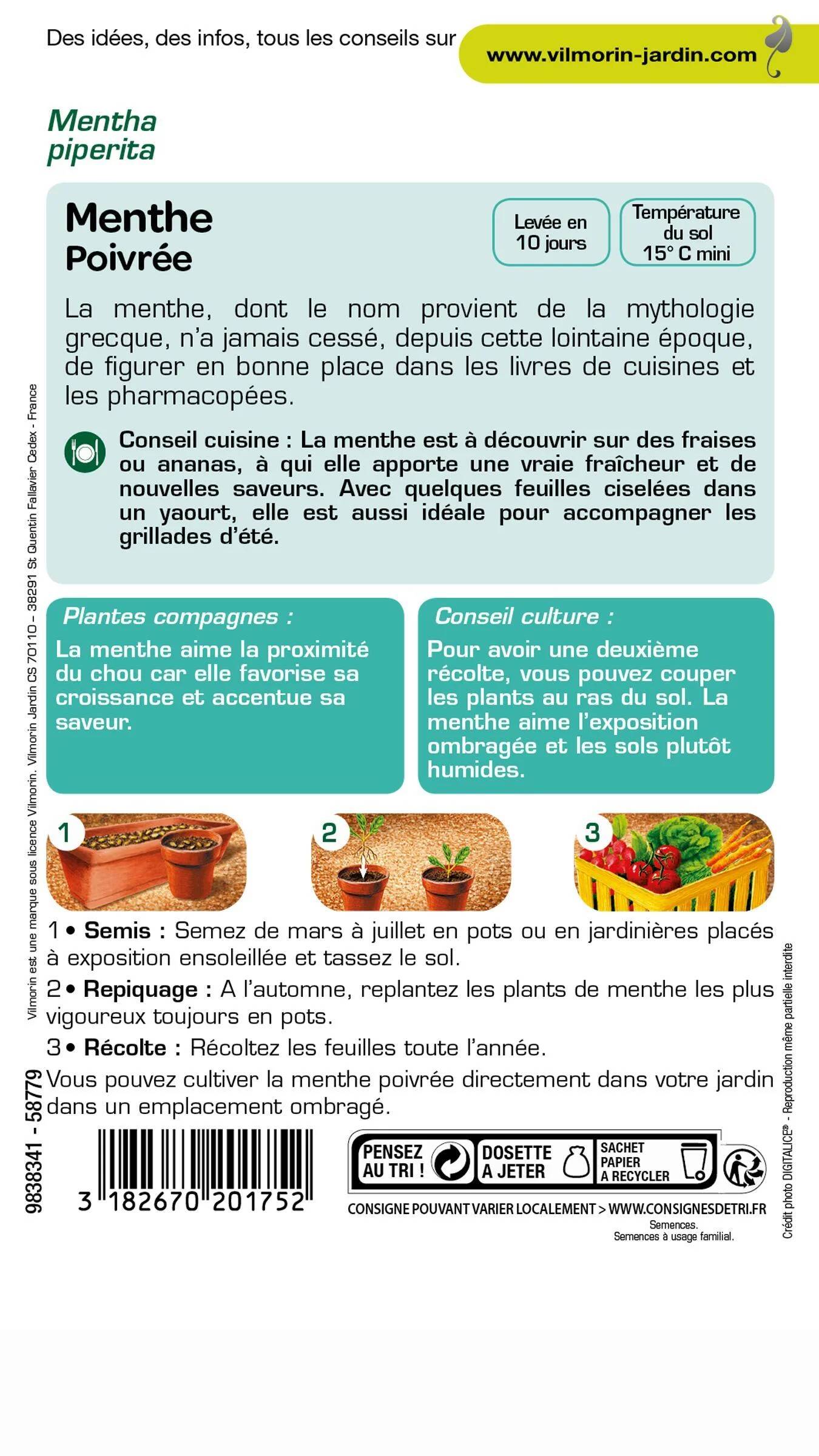 Vilmorin - Menthe poivrée série 2 sachet graines 0,3 g - Vilmorin - Image 2