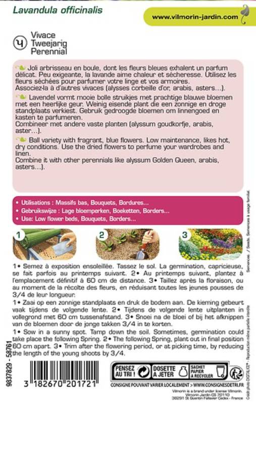 Vilmorin - Lavande Vraie serie 2 sachet graines 1,5 g - Vilmorin - Image 5