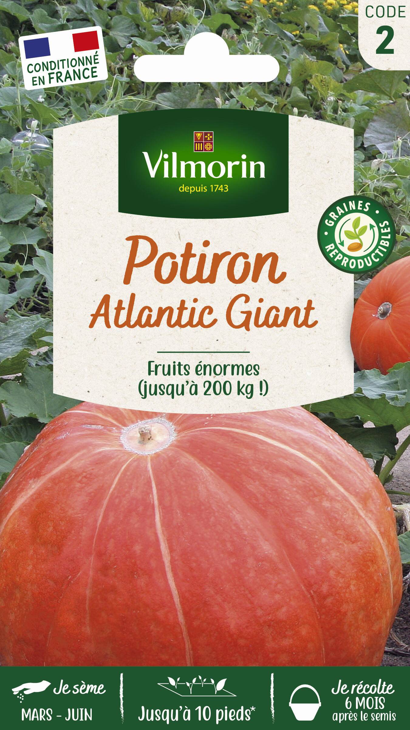 Vilmorin - Potiron Atlantic Giant fruits énormes série 2 sachet graines 3 g - Vilmorin - Image 2