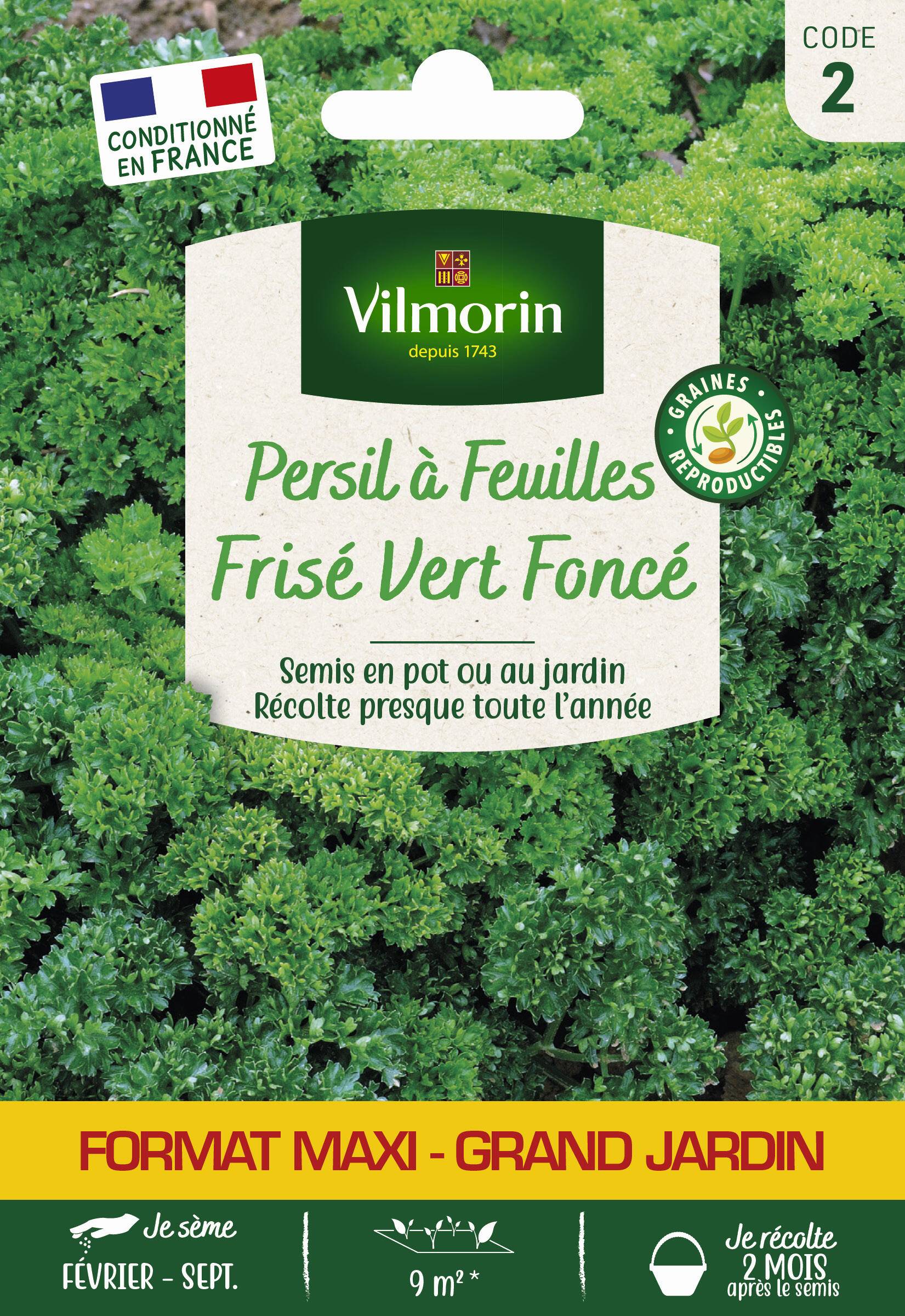 Vilmorin - Persil à feuilles frisé vert foncé format éco série 2 sachet graines 15 g - Vilmorin - Image 2