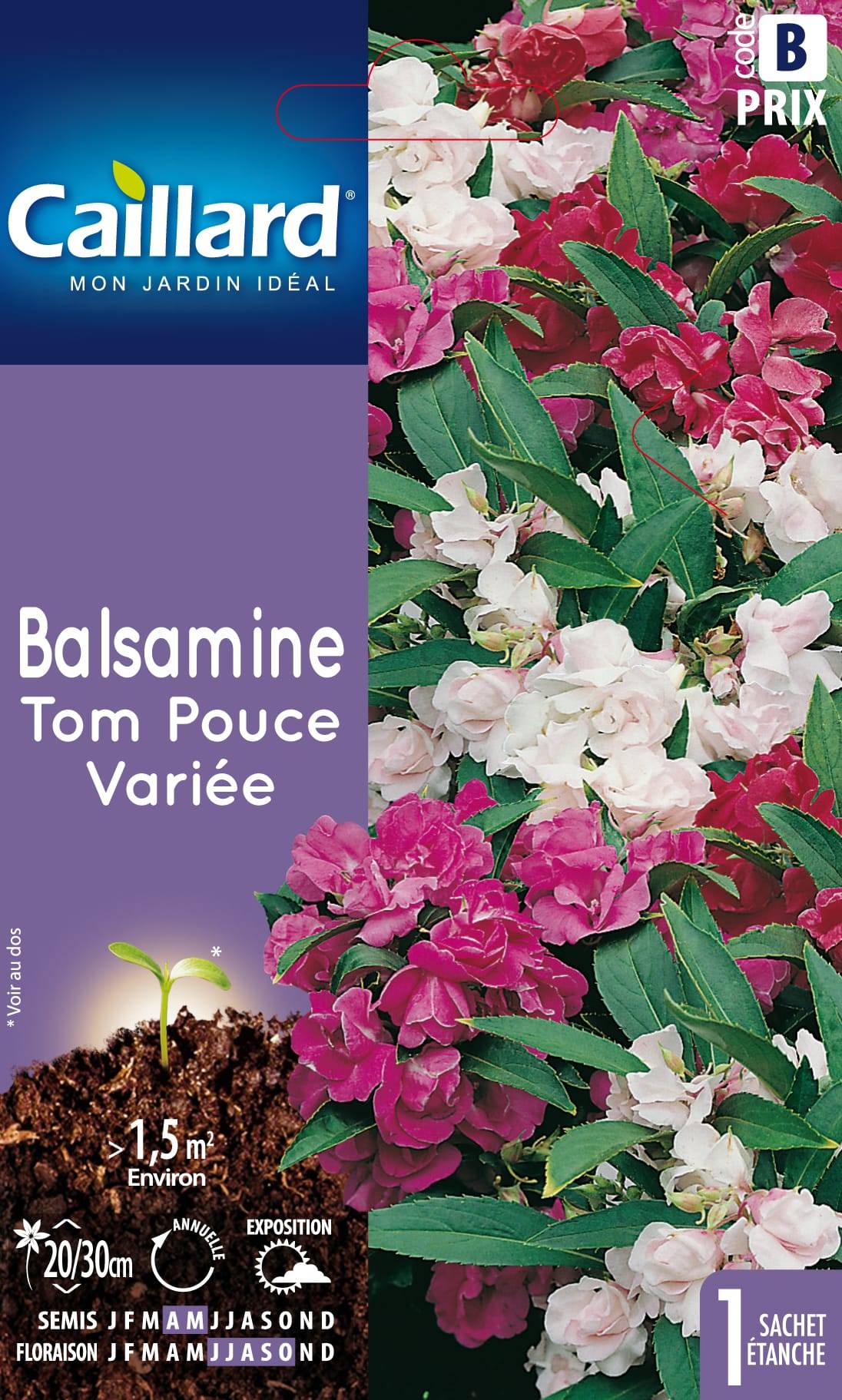 Caillard - Balsamine Tom Pouce Variée