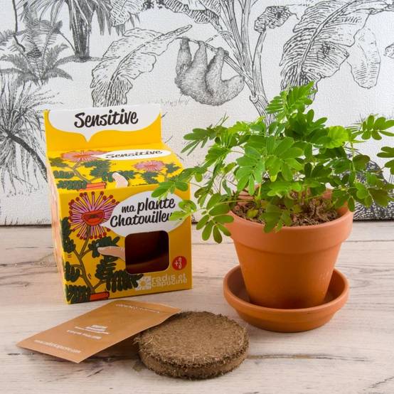 Radis et Capucine - Pot 8 cm avec coupelle Mimosa Pudica - Radis et Capucine - Image 7
