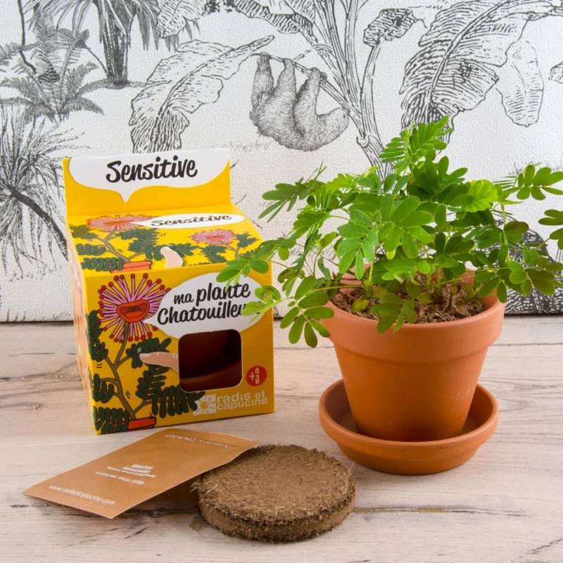 Radis et Capucine - Pot 8 cm avec coupelle Mimosa Pudica - Radis et Capucine - Image 7