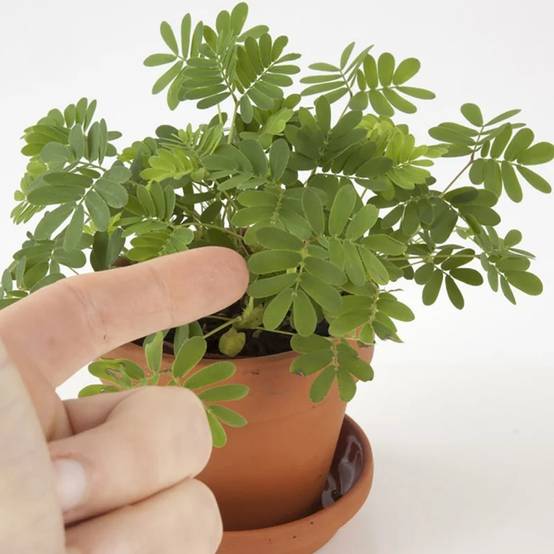 Radis et Capucine - Pot 8 cm avec coupelle Mimosa Pudica - Radis et Capucine - Image 8