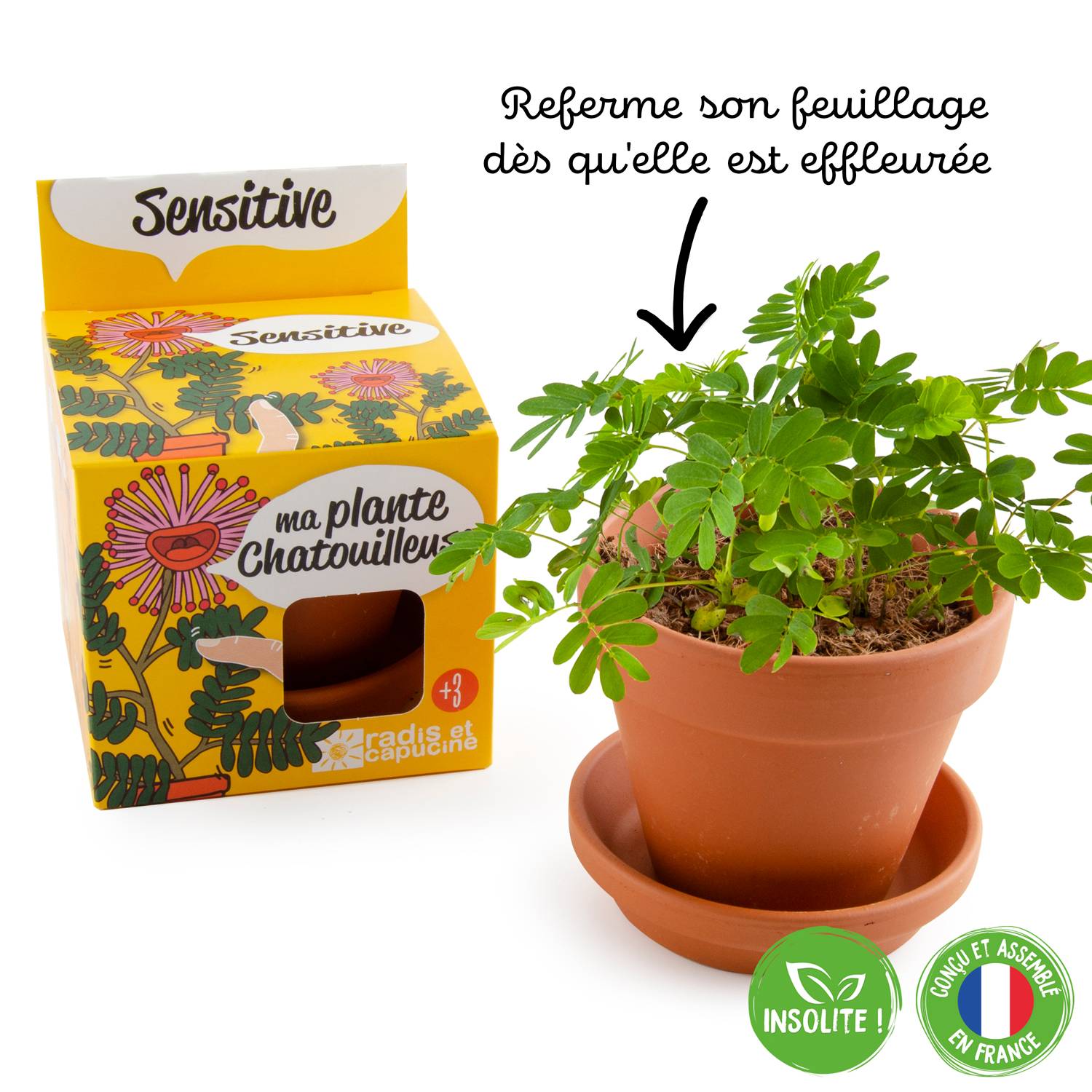 Radis et Capucine - Pot 8 cm avec coupelle Mimosa Pudica - Radis et Capucine - Image 9