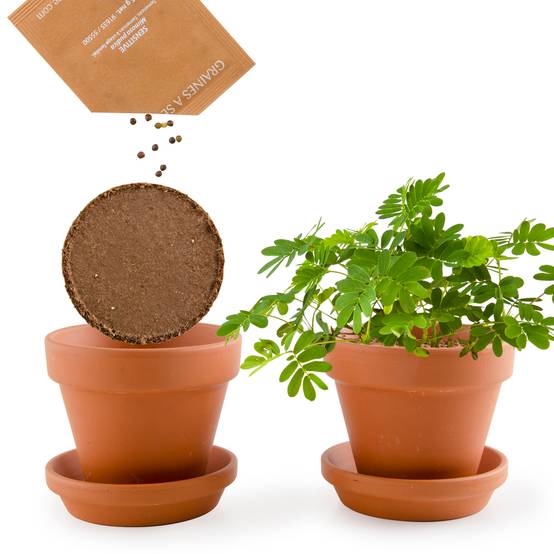 Radis et Capucine - Pot 8 cm avec coupelle Mimosa Pudica - Radis et Capucine - Image 10