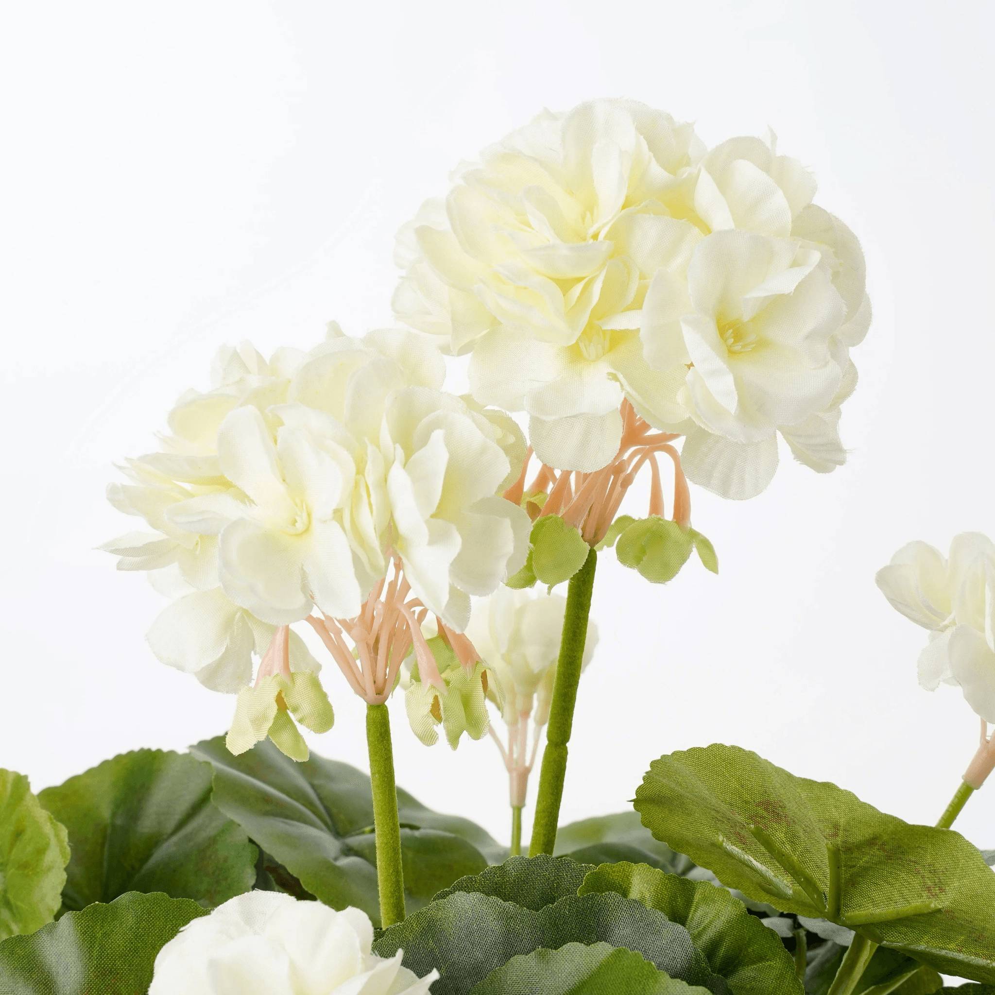 Mica Decorations - Géranium Crème Artificiel en pot Stan gris H.34 x Ø 20 cm - Image 2