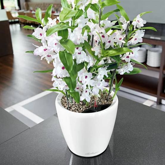 Jardinière Classico LS 21 Blanc brillant - LECHUZA - Image 3