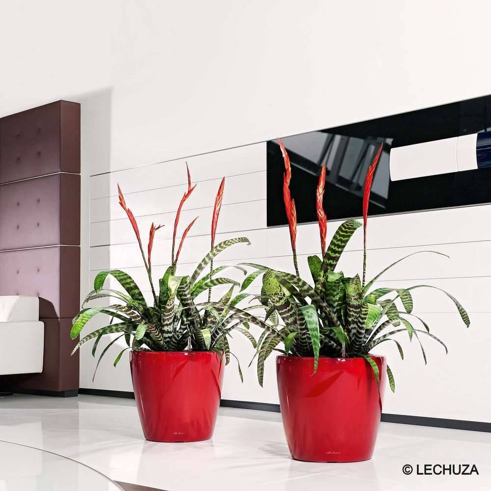 Pot Classico Premium LECHUZA - Image 1
