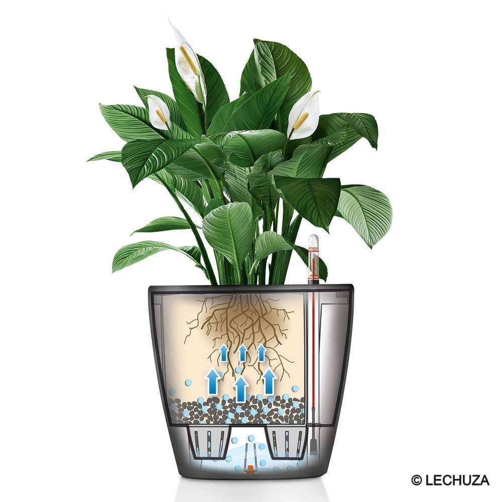 Pot Classico Premium LECHUZA - Image 2