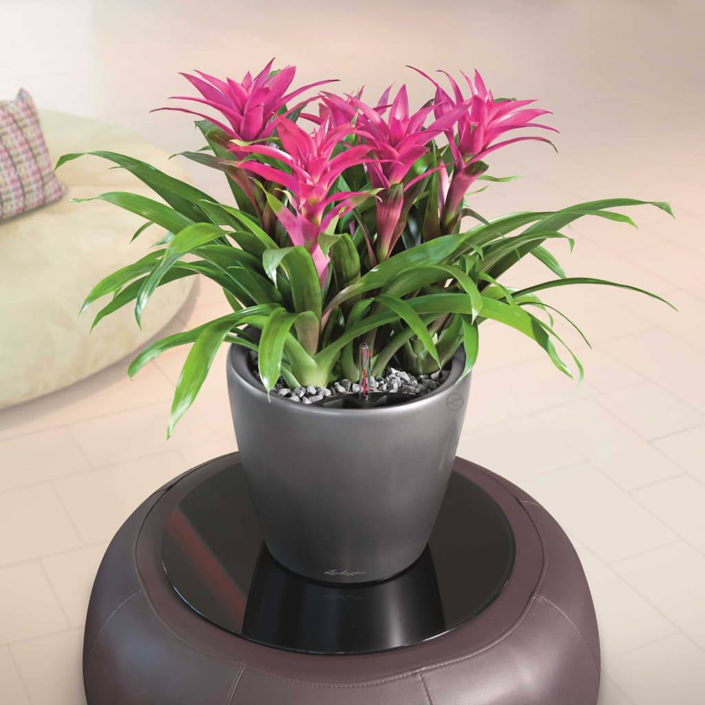 Jardinière Classico LS 28 ALL-IN-ONE plastique charbon métallisé Ø28xH.26 cm - Lechuza - Image 10