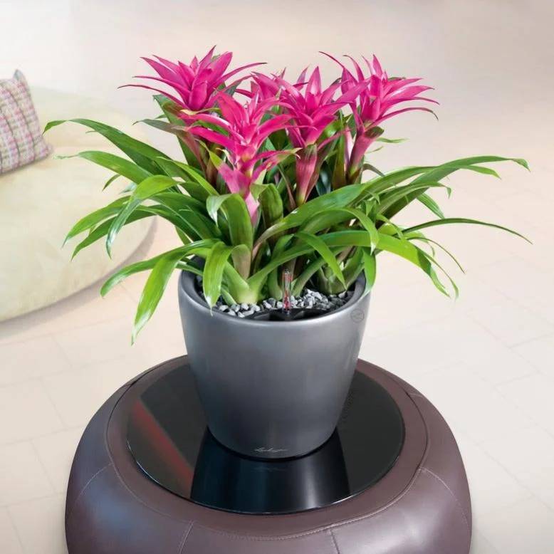 Jardinière Classico LS plastique charbon métallisé Ø35xH.32,5 cm - Lechuza - Image 3