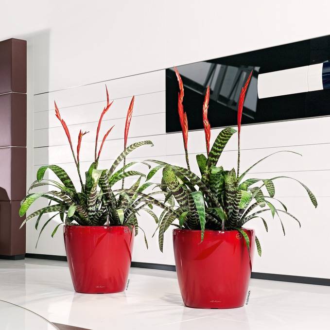 Lechuza - Pot Classico Premium - LECHUZA - Image 1
