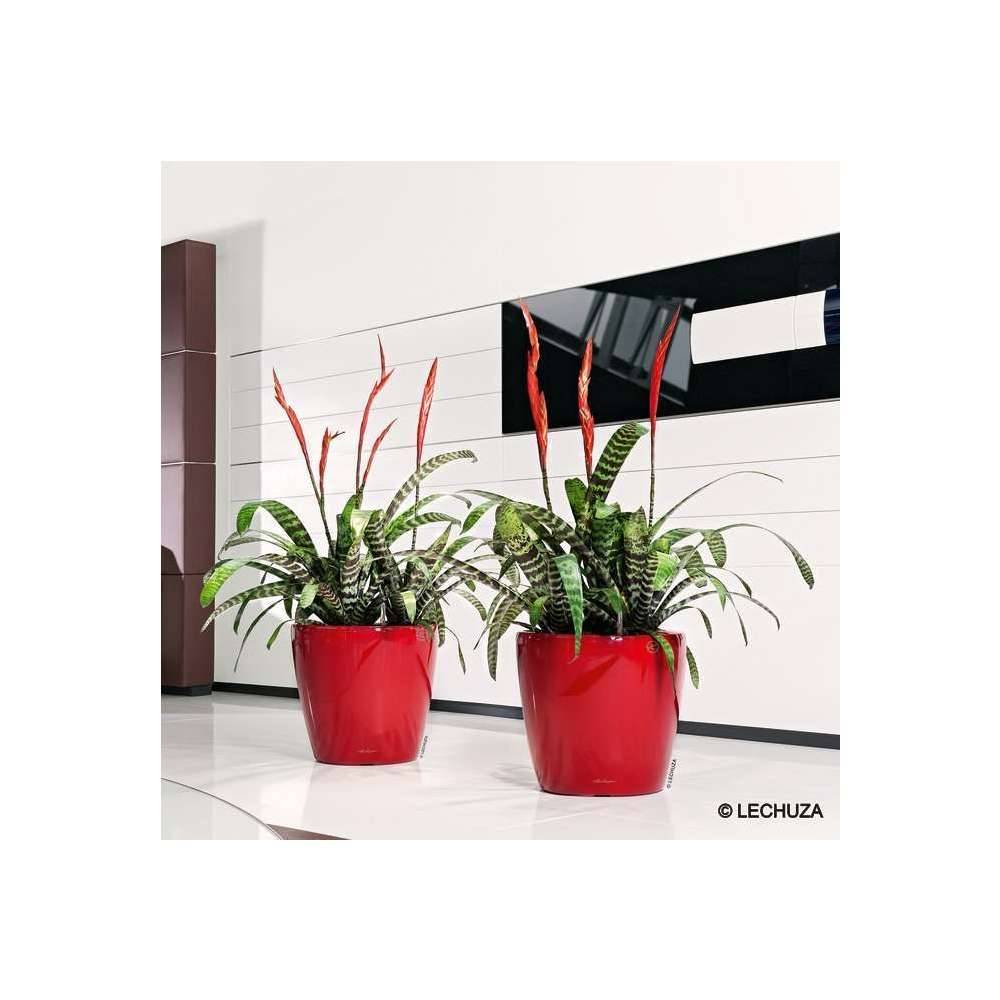 Lechuza - Pot Classico Premium - LECHUZA - Image 3
