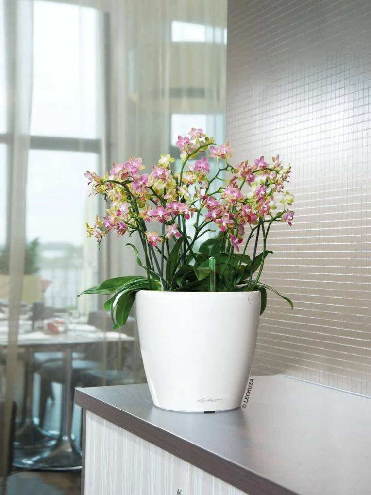 Lechuza - Jardinière Classico 35 LS All-in-One - LECHUZA - Image 5