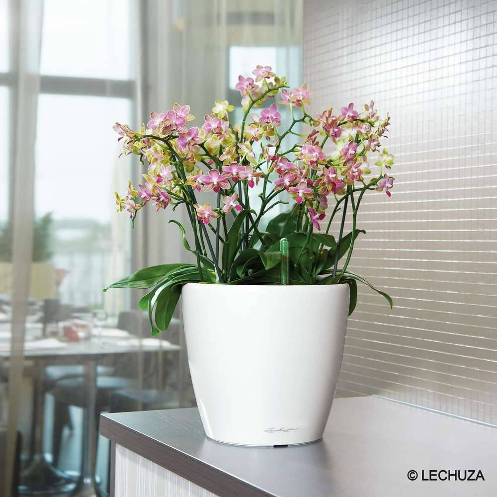 Lechuza - Jardinière Classico 35 LS All-in-One - LECHUZA - Image 8