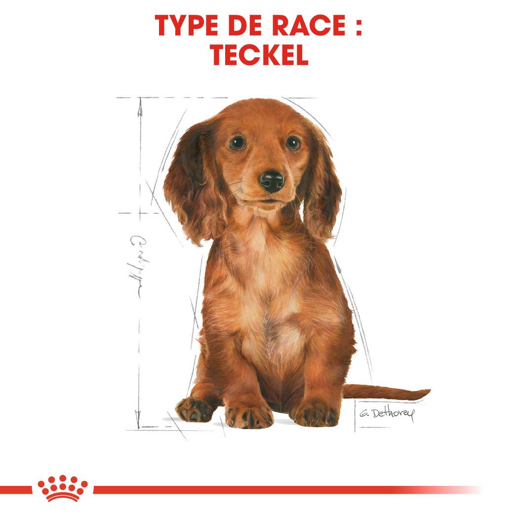 Royal Canin - Croquettes chien junior 1.5kg teckel – ROYAL CANIN - Image 5