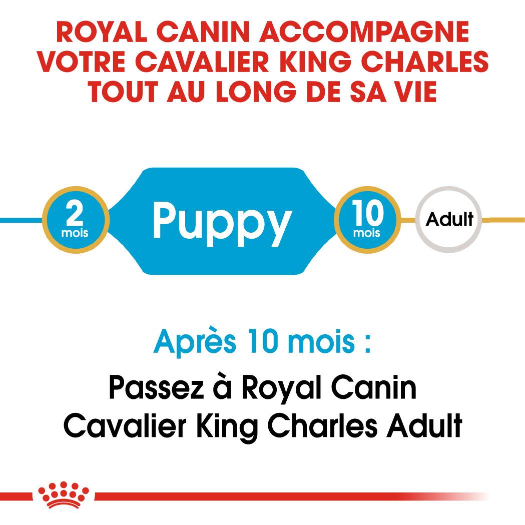 Royal Canin - Croquettes chiot Cavalier King Charles Junior – ROYAL CANIN - Image 3