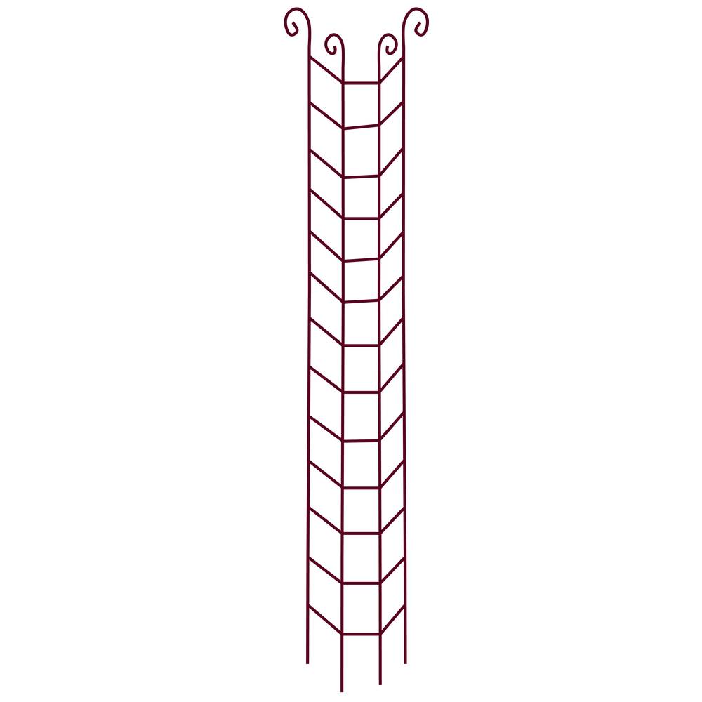 Vitis - Colonne Rosier Grimpant Volute - GPT - Image 3