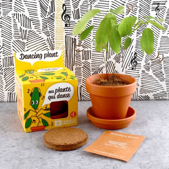 Radis et Capucine - Pot de 8 cm avec coupelle "Plante qui danse" - RADIS ET CAPUCINE - Image 2