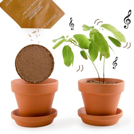 Radis et Capucine - Pot de 8 cm avec coupelle "Plante qui danse" - RADIS ET CAPUCINE - Image 9