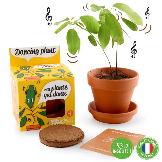 Radis et Capucine - Pot de 8 cm avec coupelle "Plante qui danse" - RADIS ET CAPUCINE - Image 8