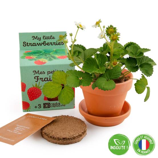 Radis et Capucine - Pot 8 cm avec coupelle Fraisier - Radis et Capucine - Image 2