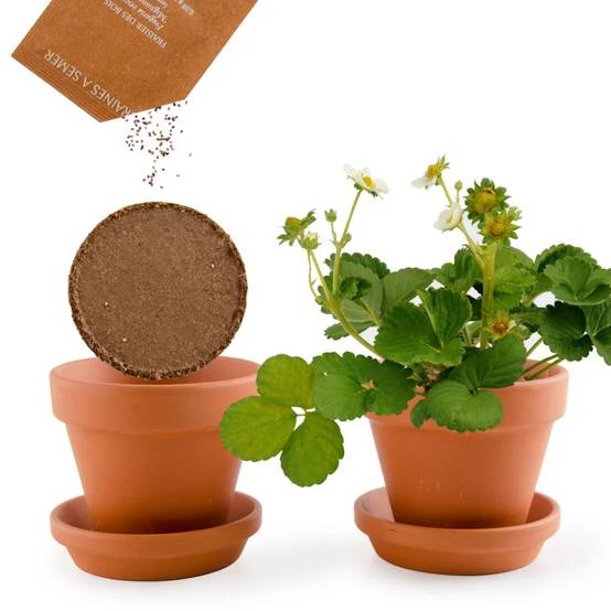 Radis et Capucine - Pot 8 cm avec coupelle Fraisier - Radis et Capucine - Image 6