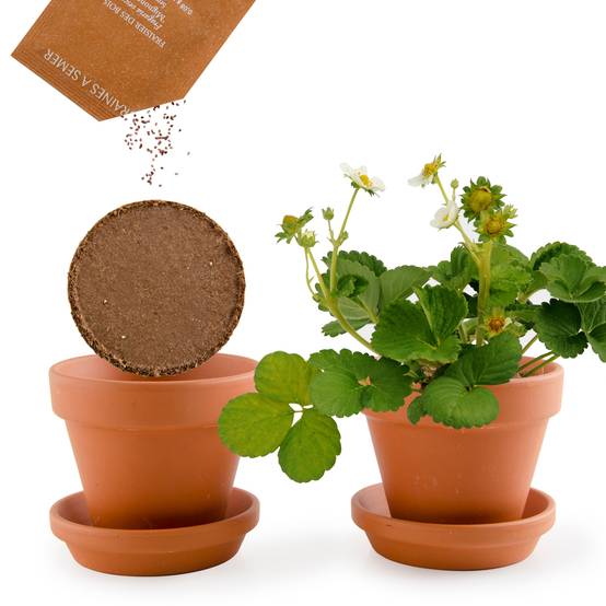 Radis et Capucine - Pot 8 cm avec coupelle Fraisier - Radis et Capucine - Image 9
