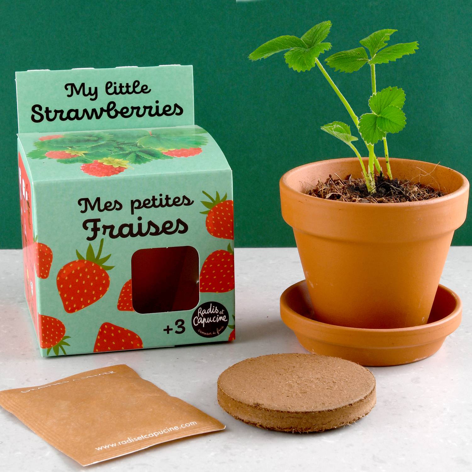 Radis et Capucine - Pot 8 cm avec coupelle Fraisier - Radis et Capucine - Image 10