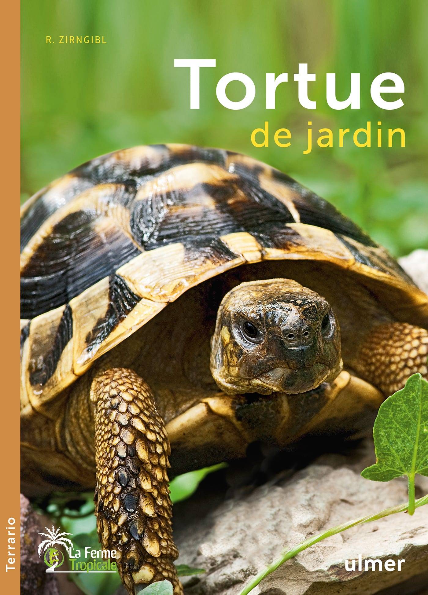 Ulmer - La Tortue de jardin