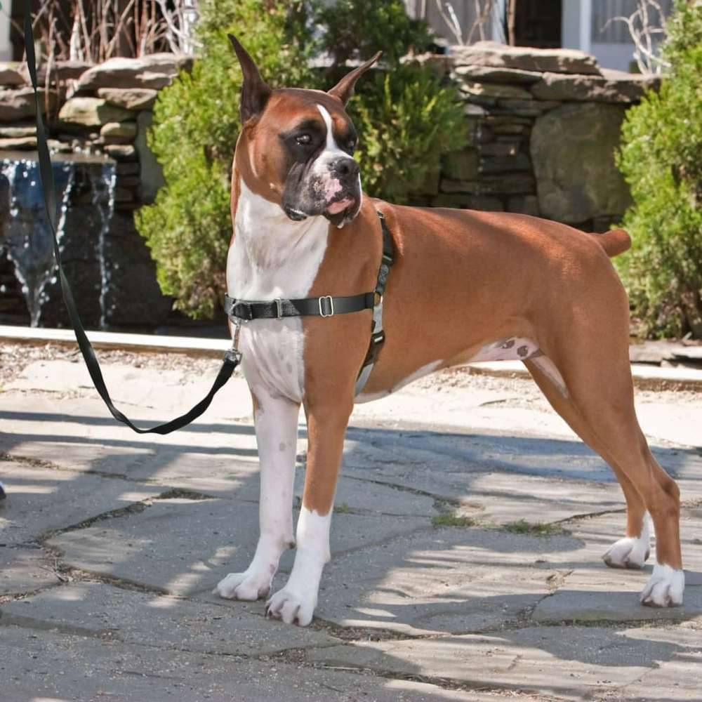 Petsafe - Harnais chien Easy Walk - PETSAFE - Image 4