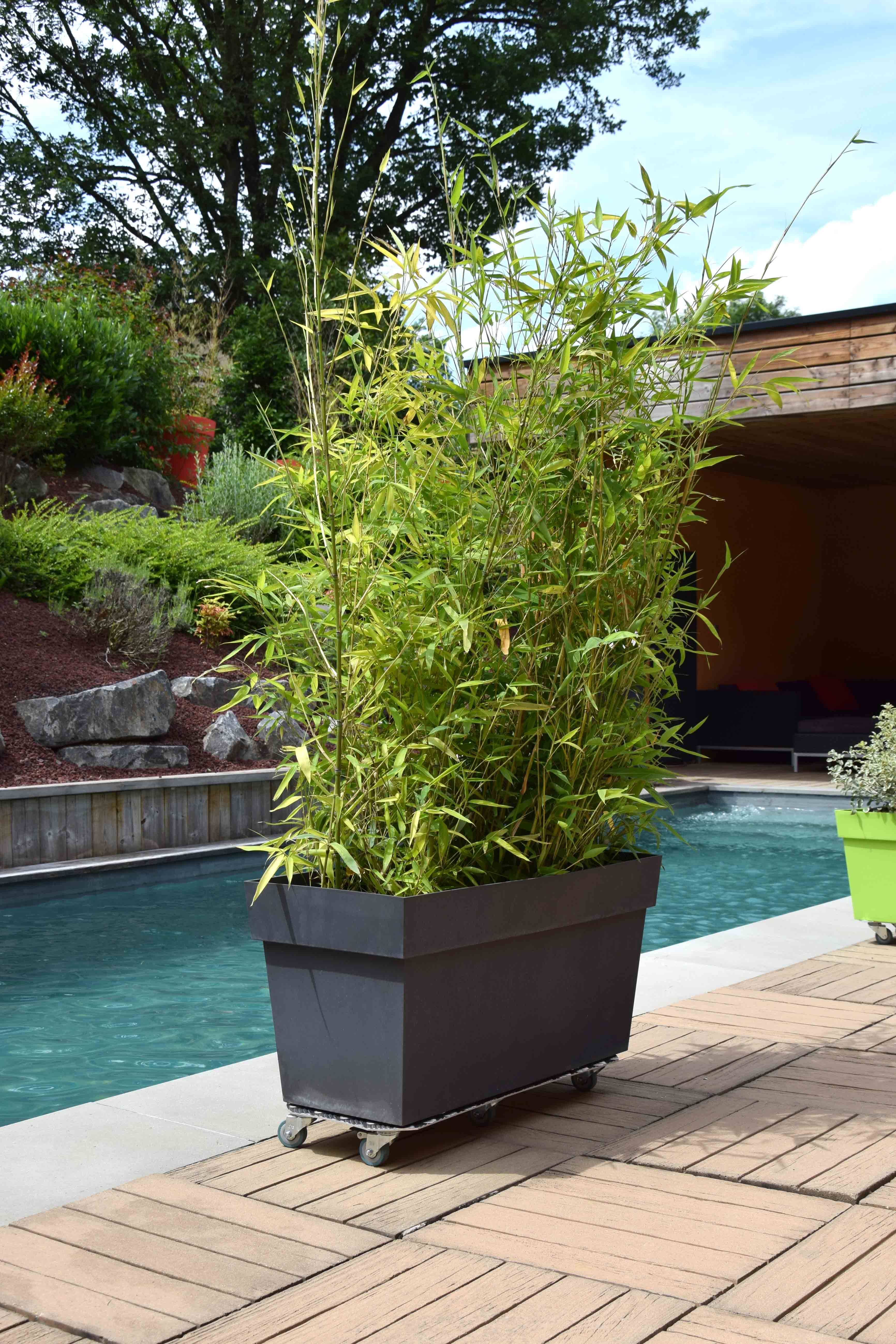 Louis Moulin - Roule-plantes Aluminium – LOUIS MOULIN - Image 3