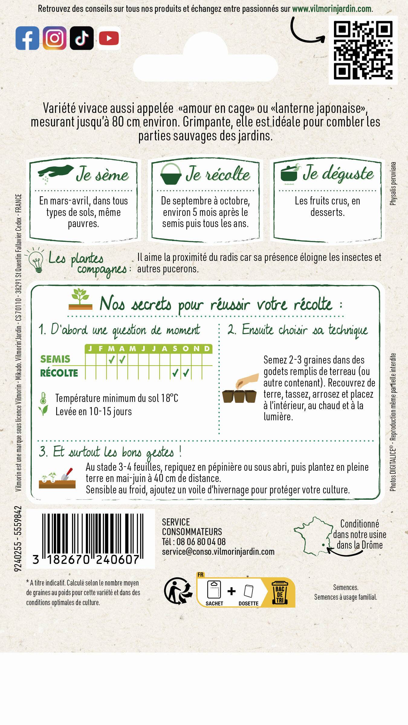 Vilmorin - Physalis Edulis coqueret du Pérou série 2 sachet graines 0,6 g - Vilmorin - Image 2