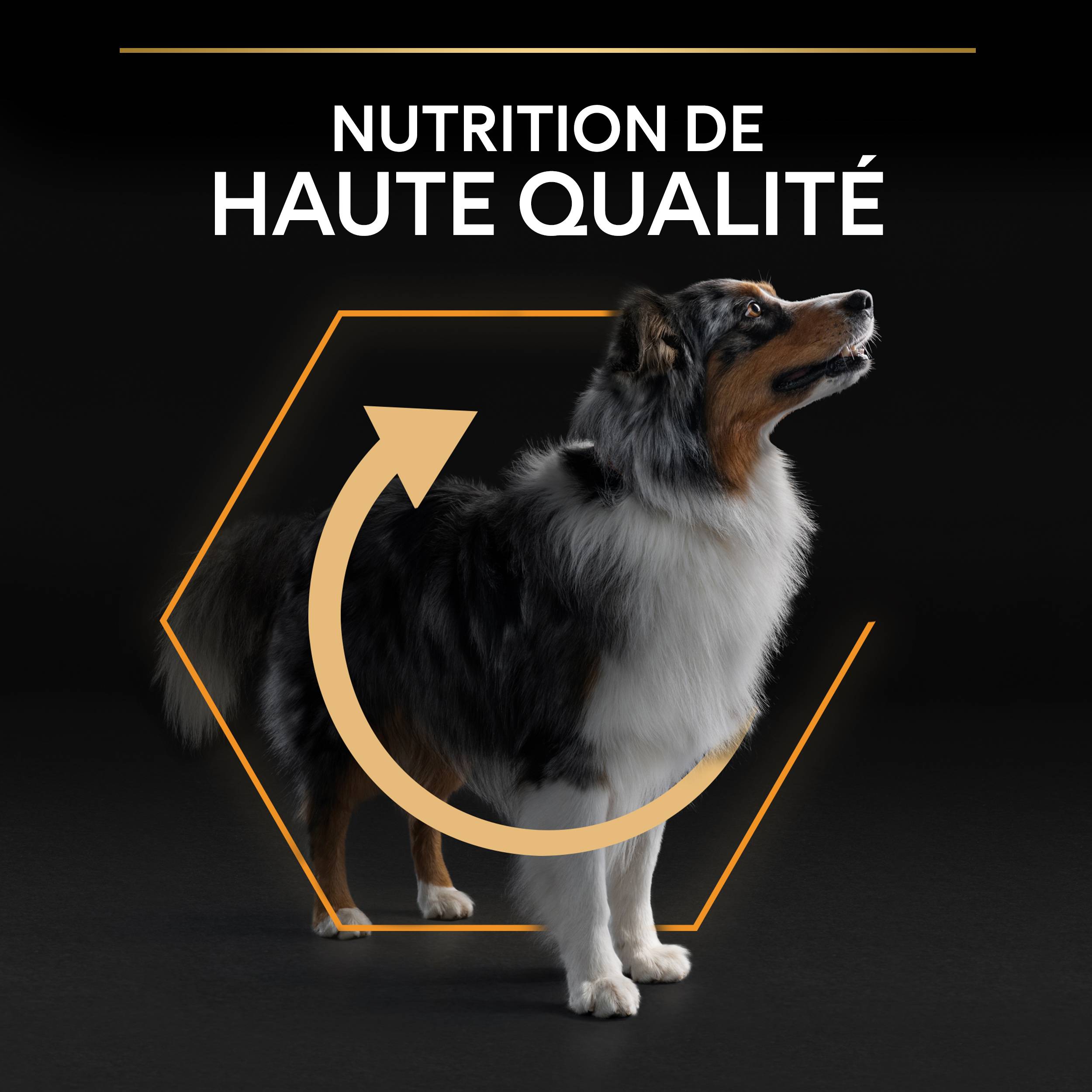 Purina Pro Plan - Croquettes chien Adulte Medium 3 kg - PRO PLAN - Image 13