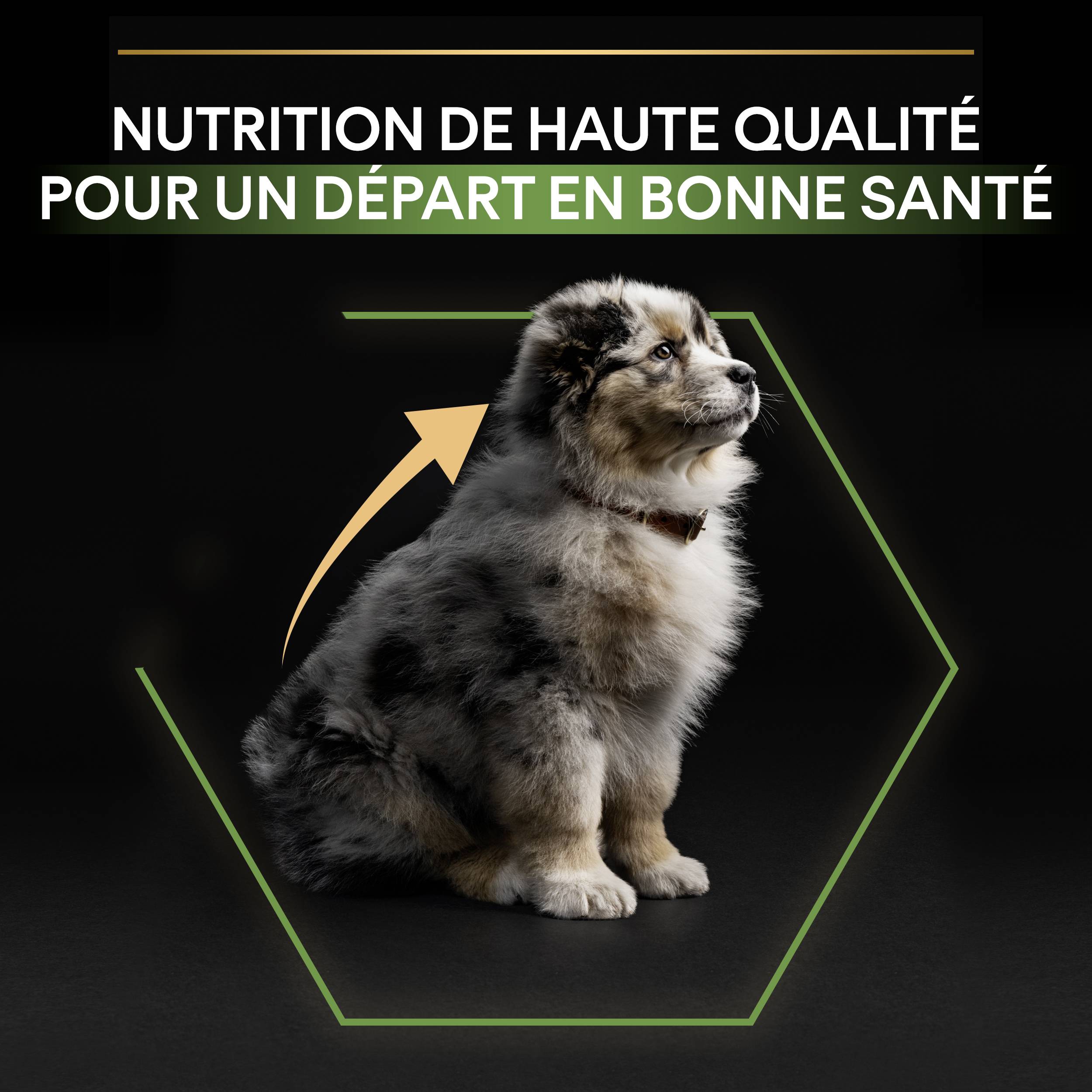 Purina Pro Plan - Croquettes chiot Medium Optistart Poulet 3 kg - PRO PLAN - Image 7