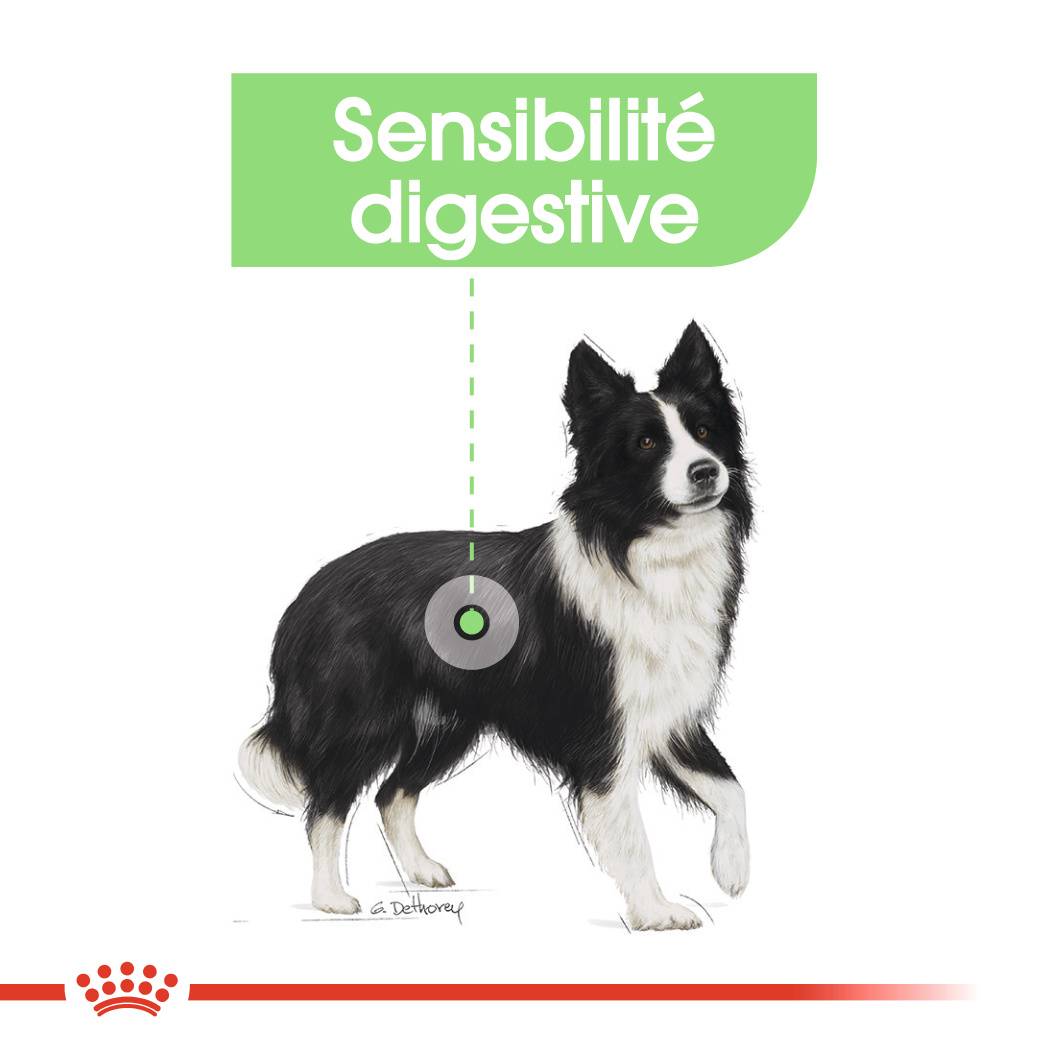 Royal Canin - Croquettes chien Medium Digestive Care - ROYAL CANIN - Image 7