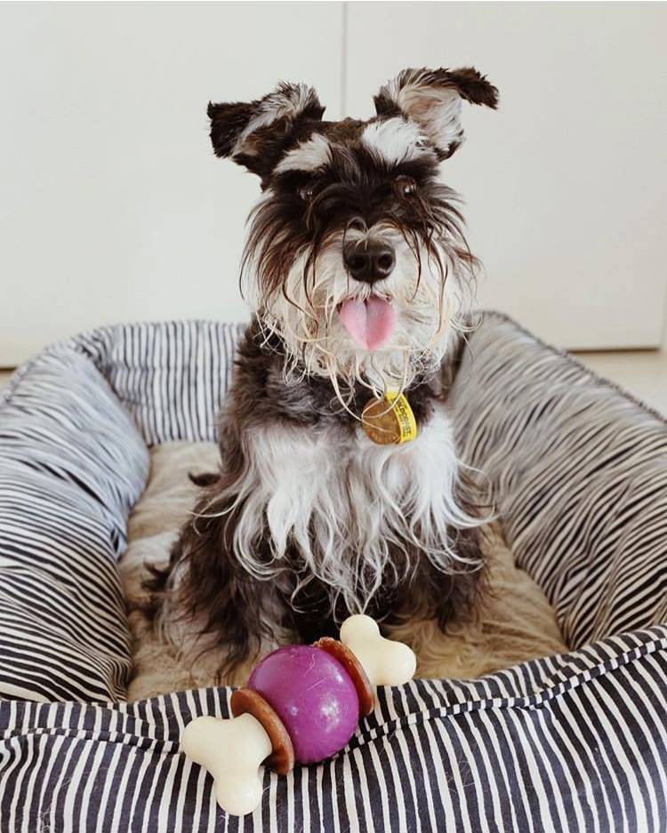 Jouet Bouncy Bone M - PETSAFE - Image 3