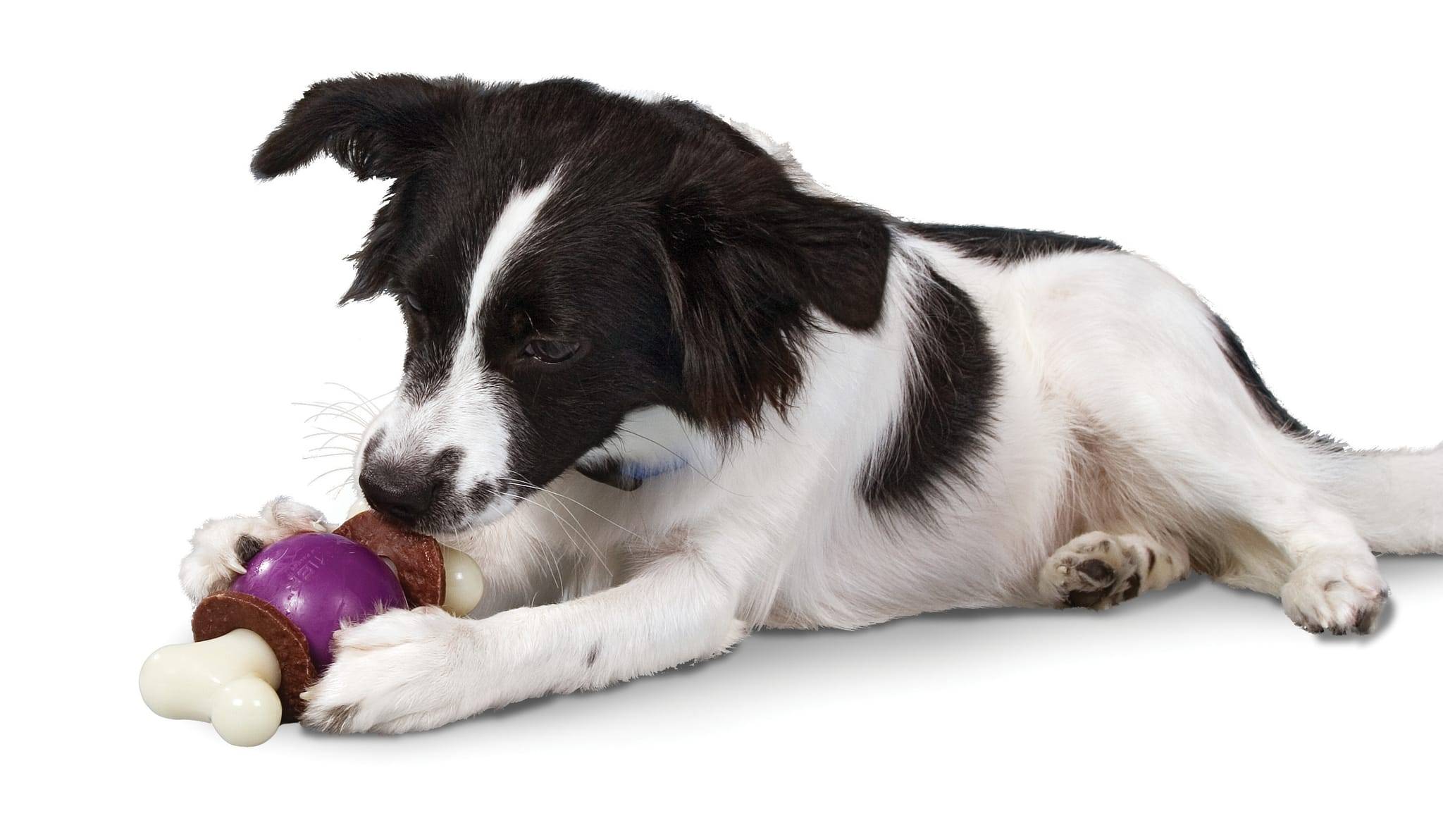 Jouet Bouncy Bone M - PETSAFE - Image 2