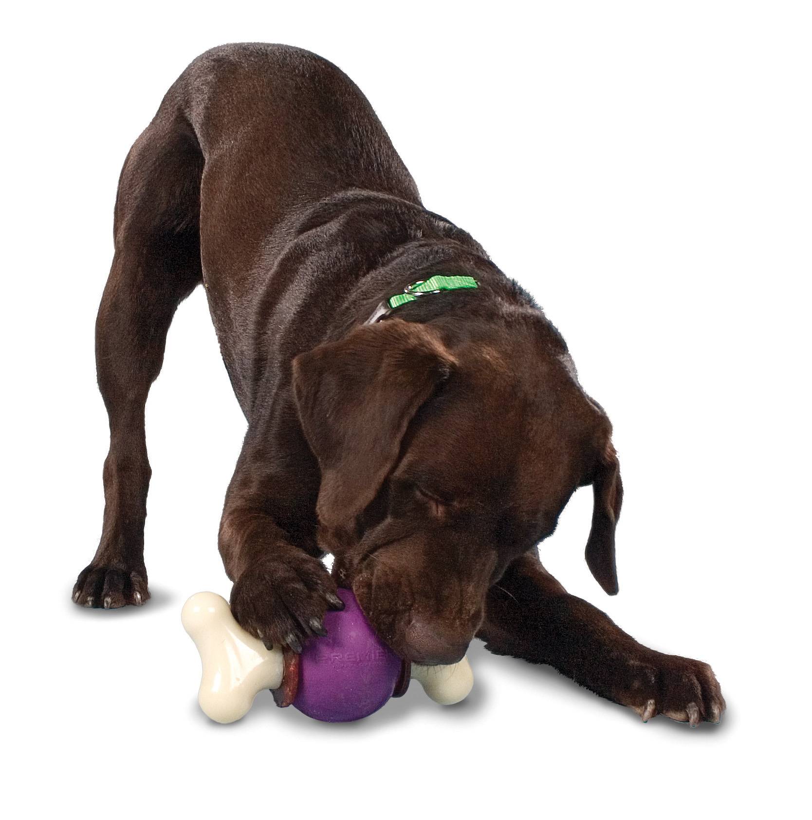Jouet Bouncy Bone M - PETSAFE - Image 4