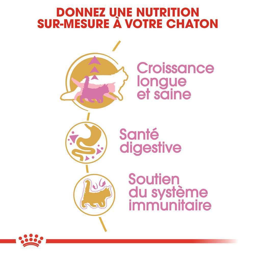 Royal Canin - Croquettes Chaton Maine Coon - ROYAL CANIN - Image 2